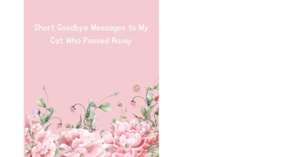 Short Goodbye Messages to My Cat Who Passed Away